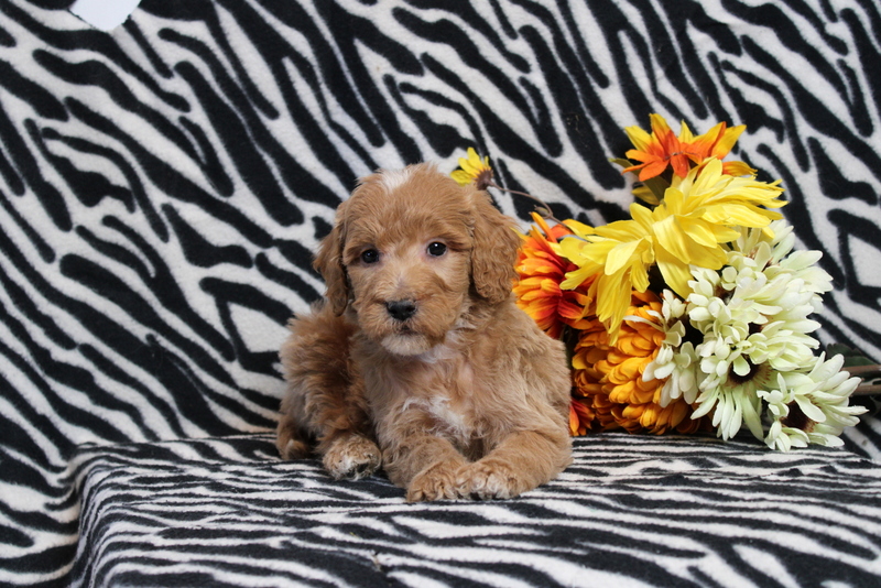 puppy, for, sale, Mini Goldendoodle F2B, Matthew B. Stoltzfus, dog, breeder, Gap, PA, dog-breeder, puppy-for-sale, forsale, nearby, find, puppyfind, locator, puppylocator, aca